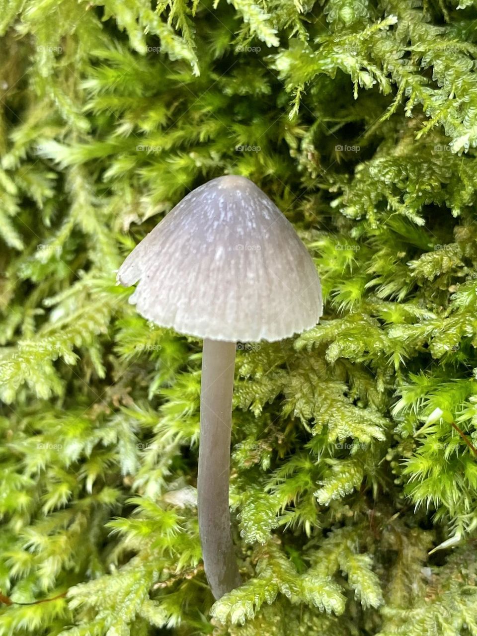 Perfect mushroom 