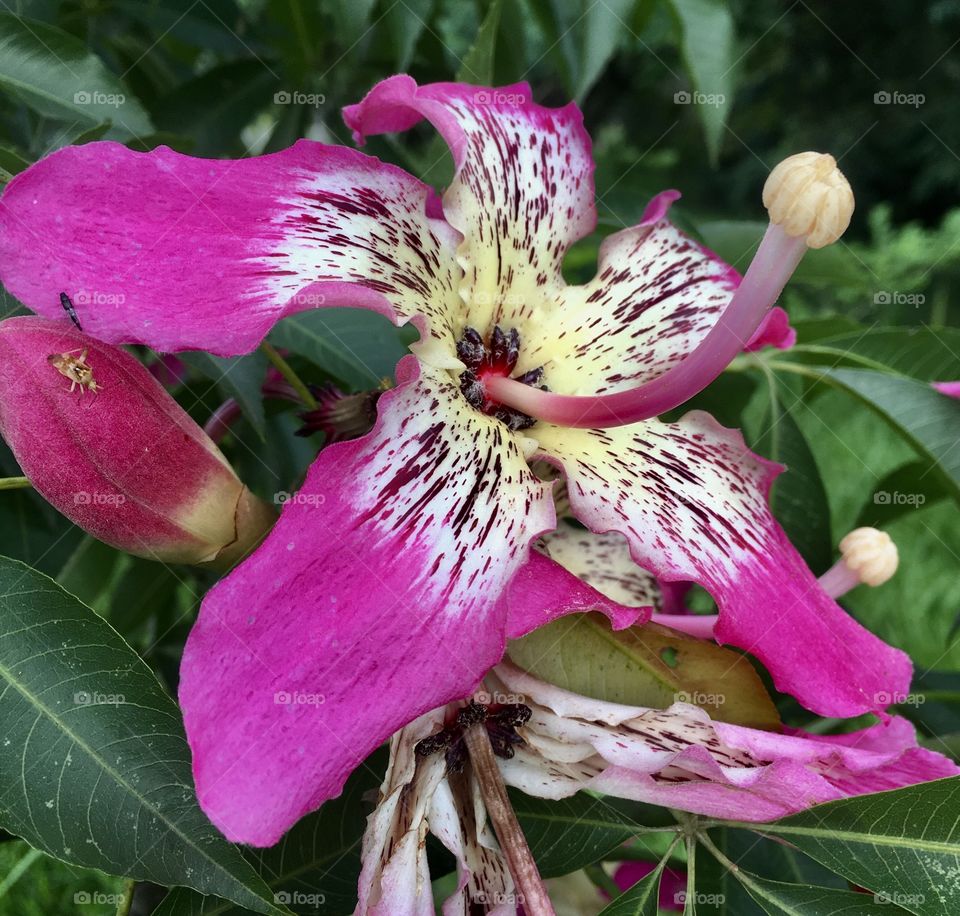 🌹 🇺🇸 Very beautiful flowers to brighten our day.  Live nature and its beauty. Did you like the delicate petals? / 🇧🇷 Flores muito bonitas para alegrar nosso dia. Viva a natureza e sua beleza. Gostaram das pétalas delicadas? 