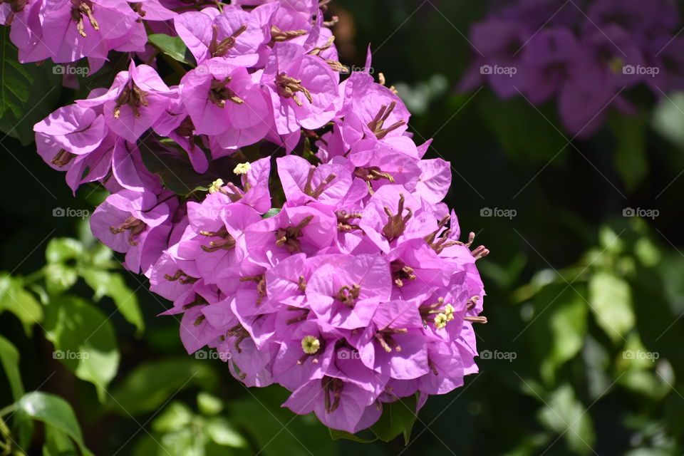 Lavender Flower 