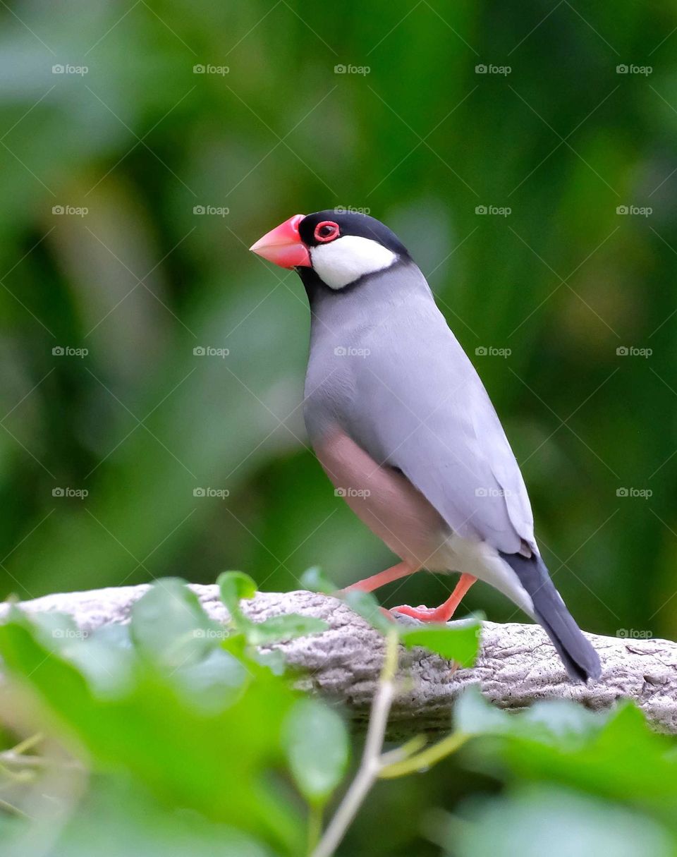 Java Sparrow
