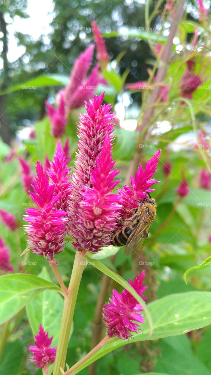 Flower with bee