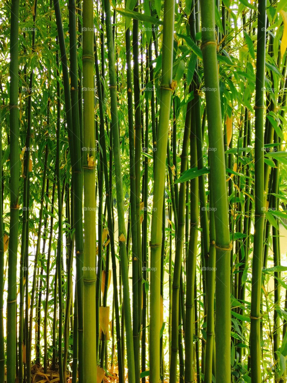 Bamboo plant in forest