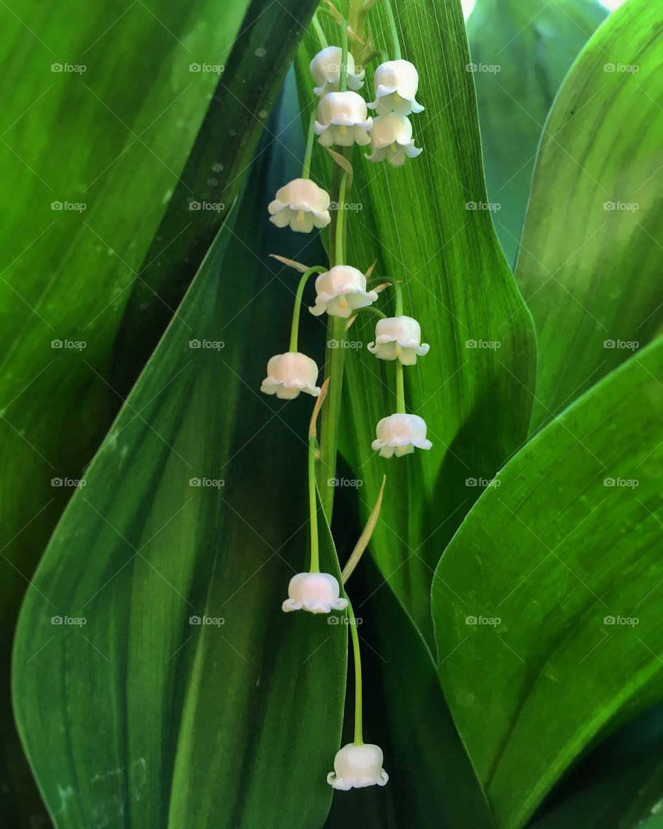 Flowering may lily of the valley
