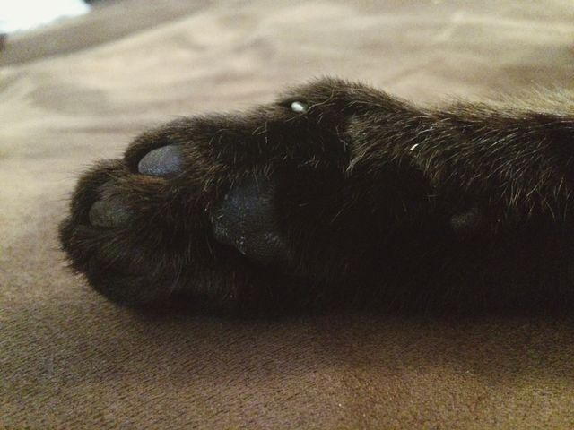 Kitty paw