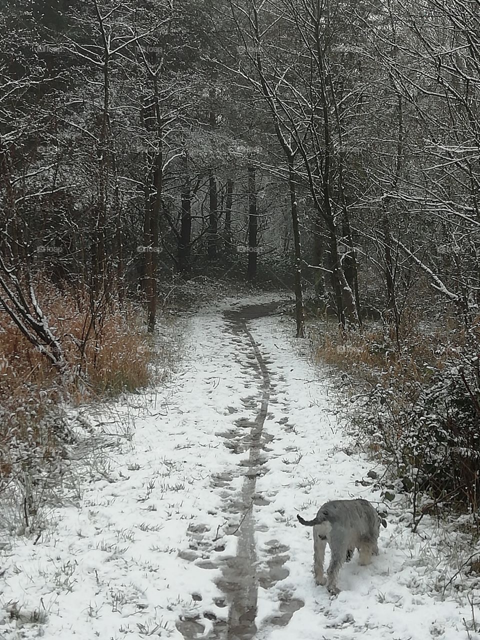 into the woods with my dog.