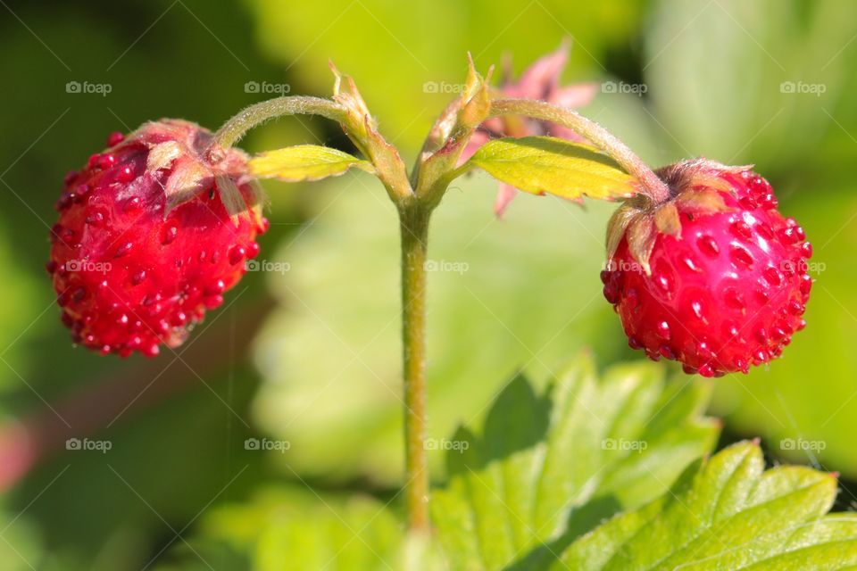 Close-up of wild strawberries on plant