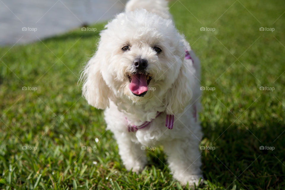 Portrait of dog