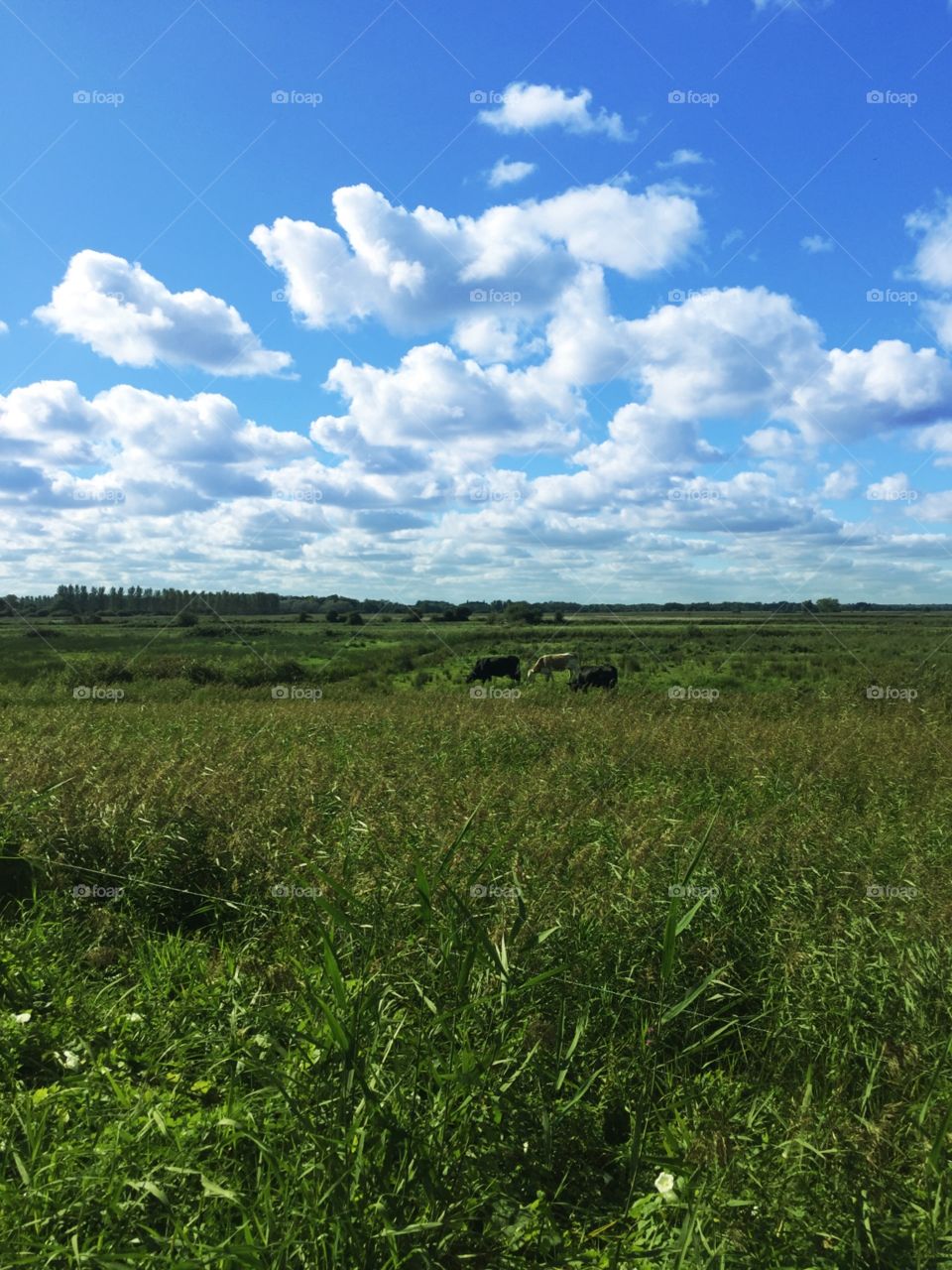 Cows in Field with blue sky