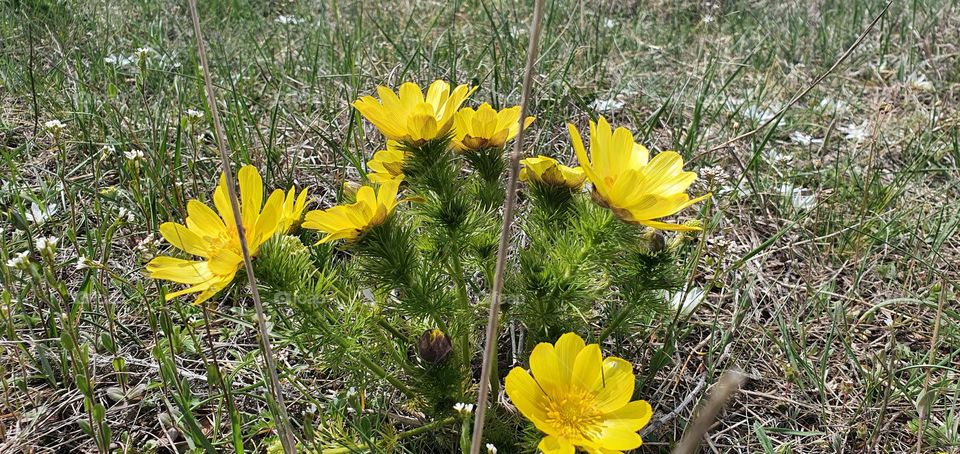 Yellow flowers