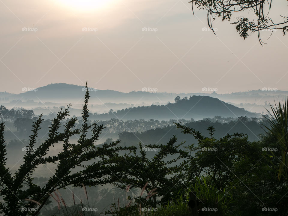 Trees in foggy weather at mountain