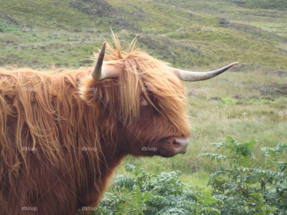 cow in Scotland