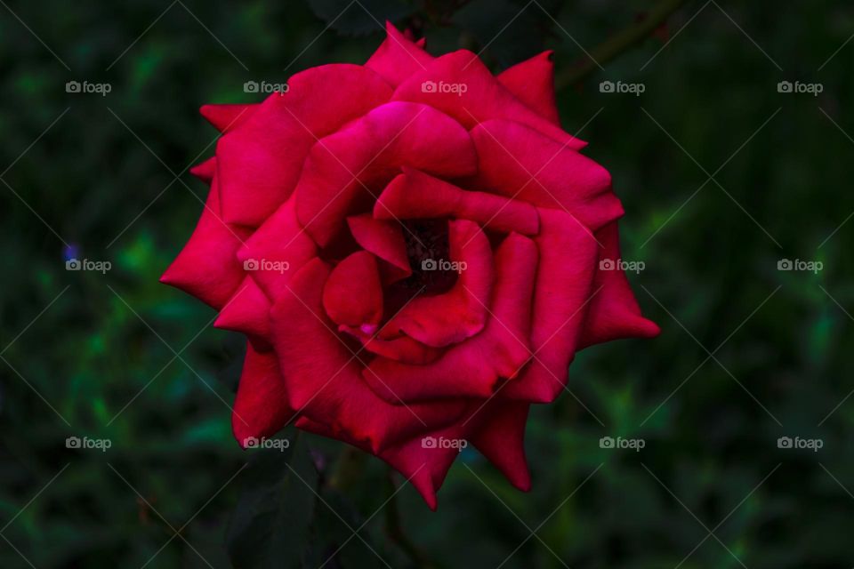 One thing I love about photography is that you can show one single subject through innumerable points of view. I really can't spot what exactly seems so interesting in this particular point of view, but I'm glad looking at it. 😊