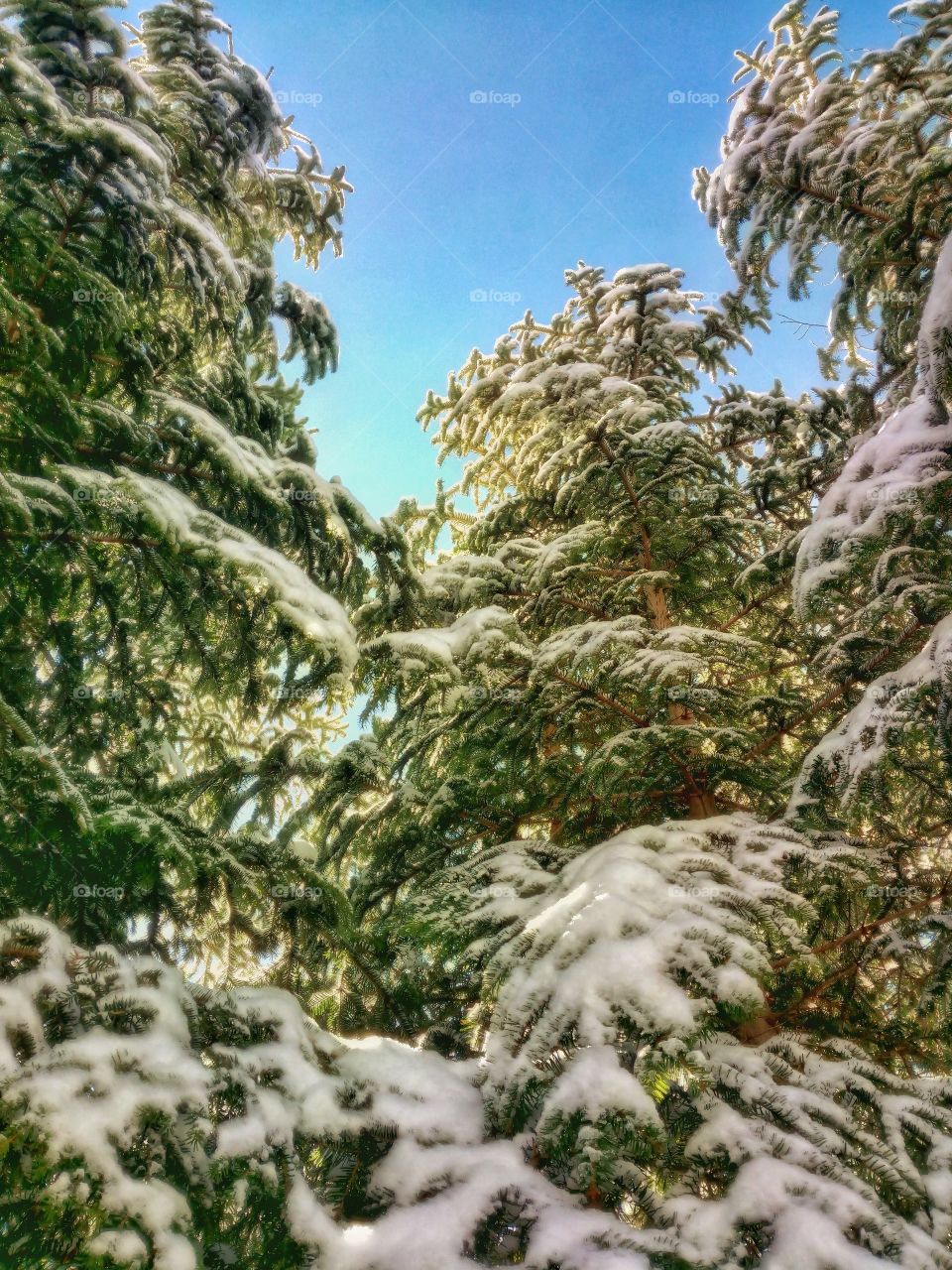snow pine and sun
