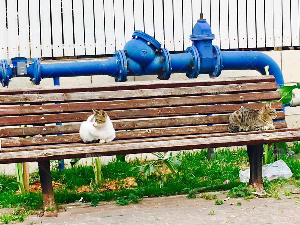 Two cats on the bench