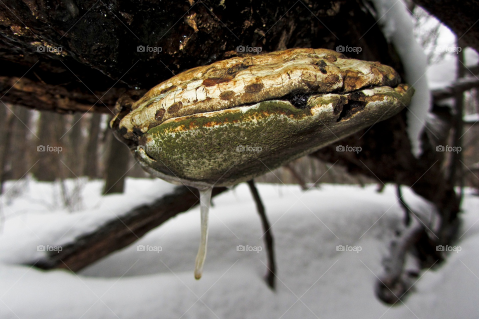 wisconsin winter ice mushroom by JessM1744
