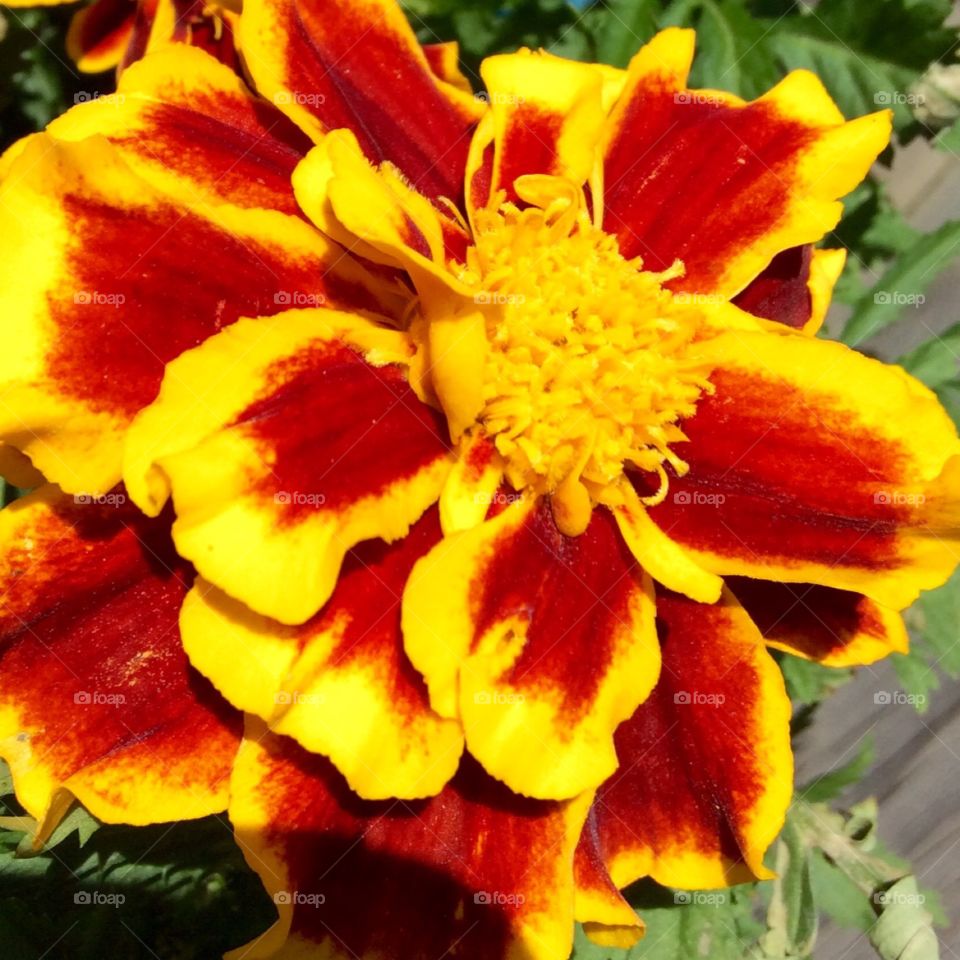 Marigold 