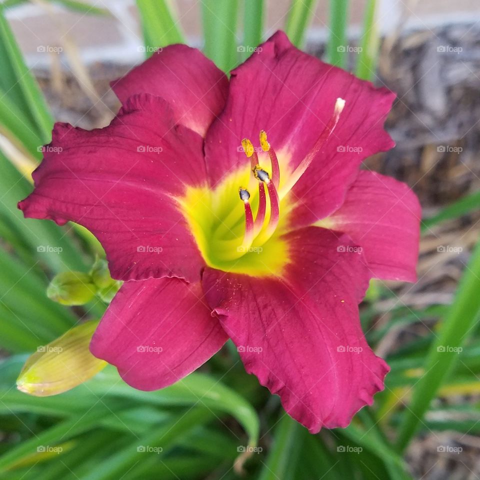 magenta and yellow lilly