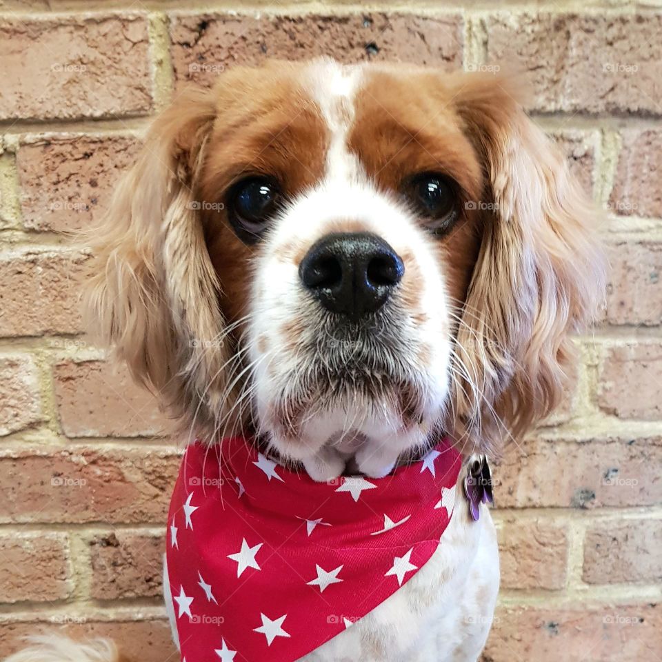 cute cavoodle dog looking at viewer