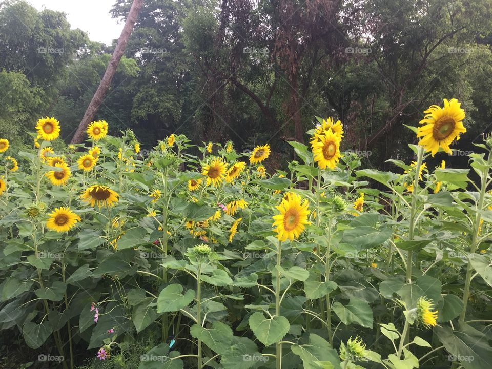 Flower, Sunflower, Summer, Nature, Flora
