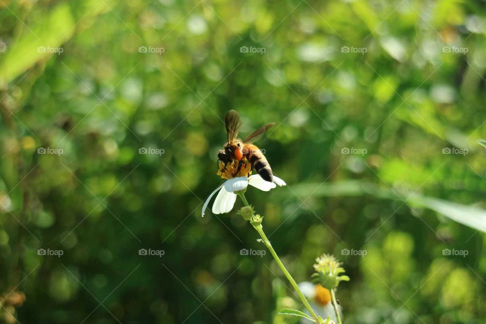 Bee