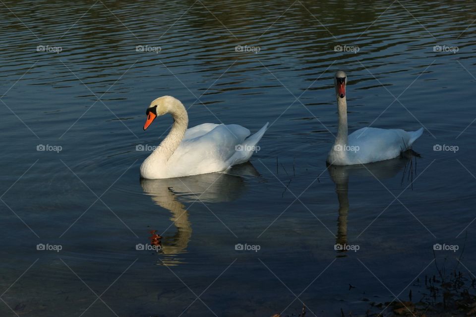 Swans