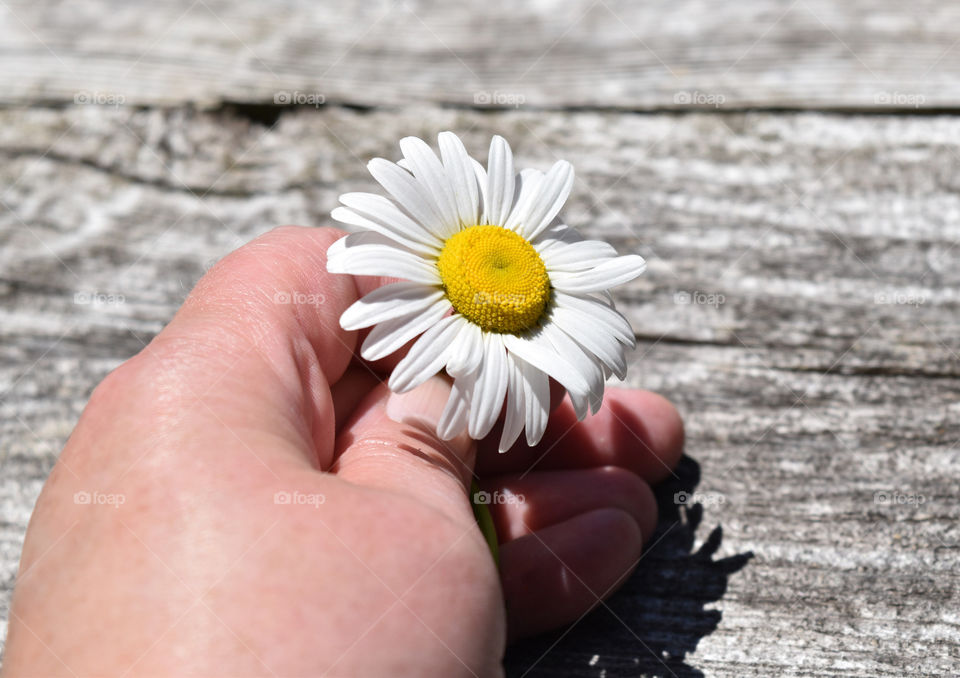 Hand holding a daisy