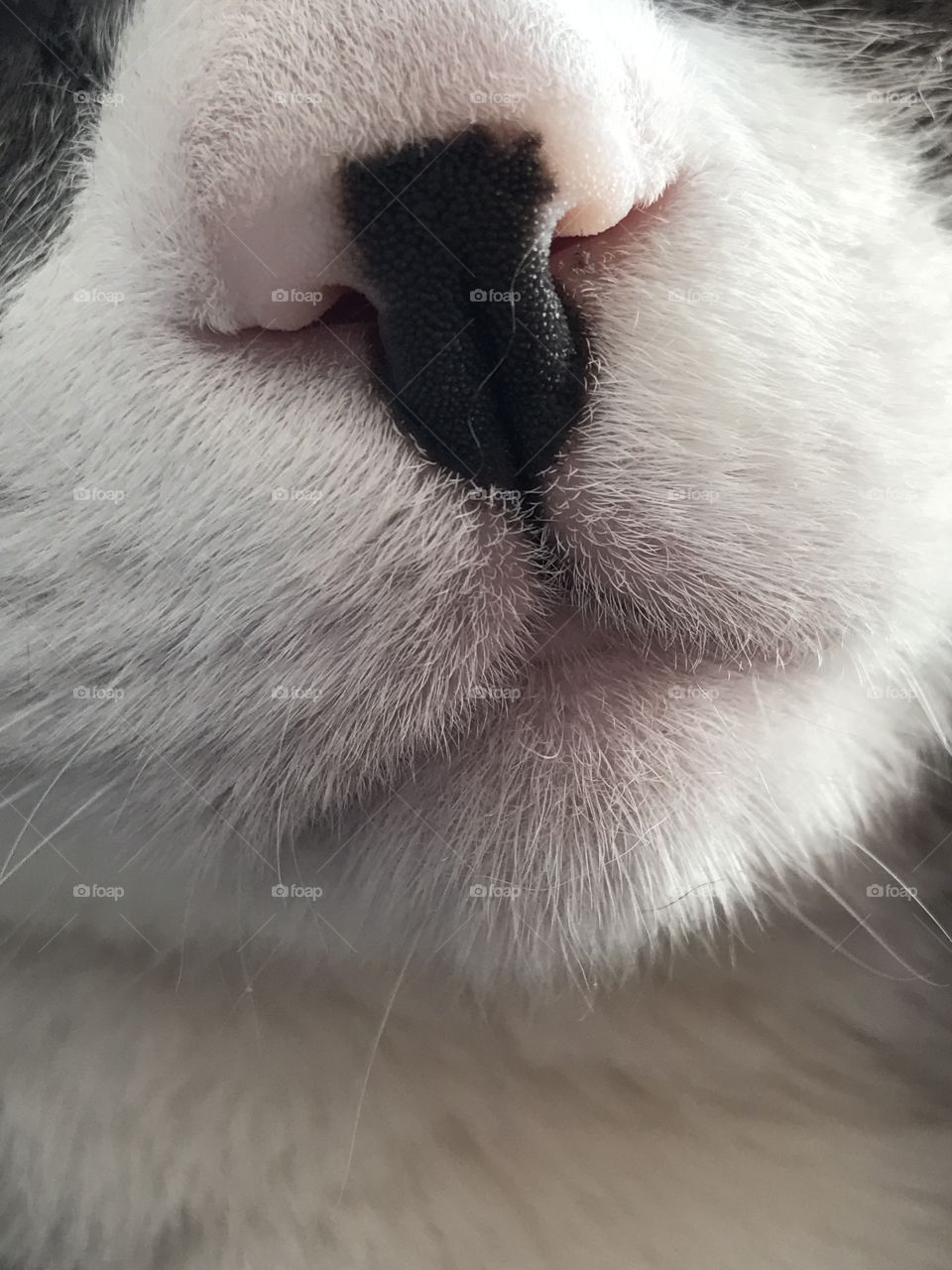 Up close kitty