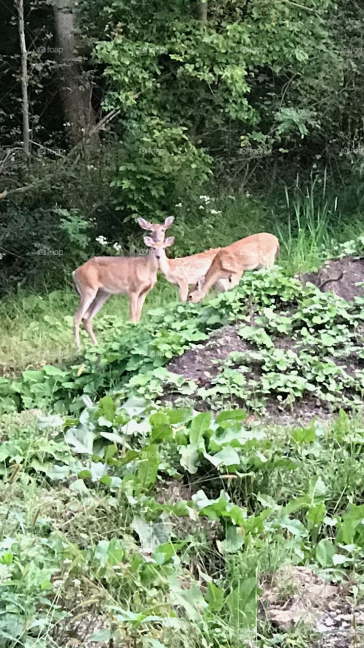 A mama deer with two sweet spotted babies staring in wonder just against the thicket of the woods. 