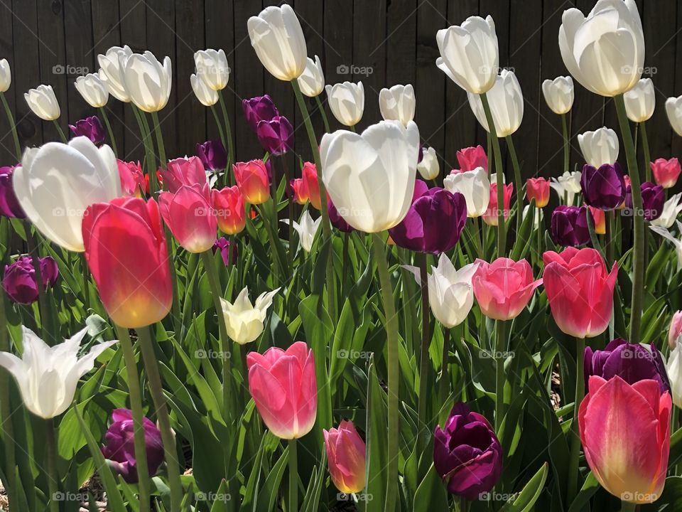 Beautiful colorful Spring Tulips blooming in the sun