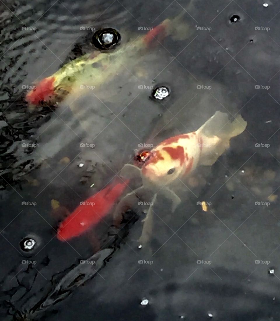 Koi