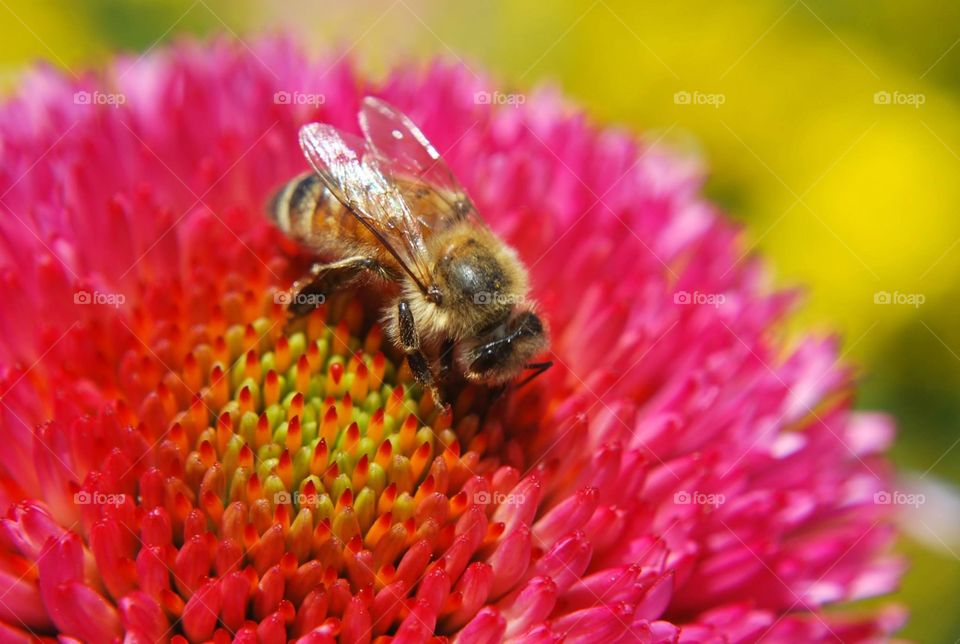 Bee on Flower