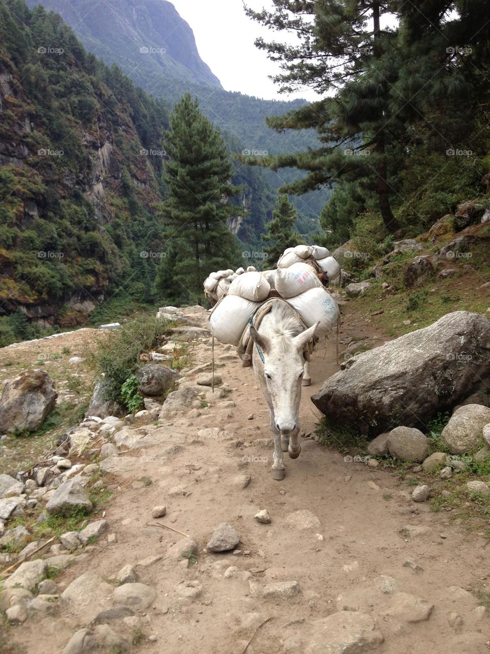 Roam about the forest