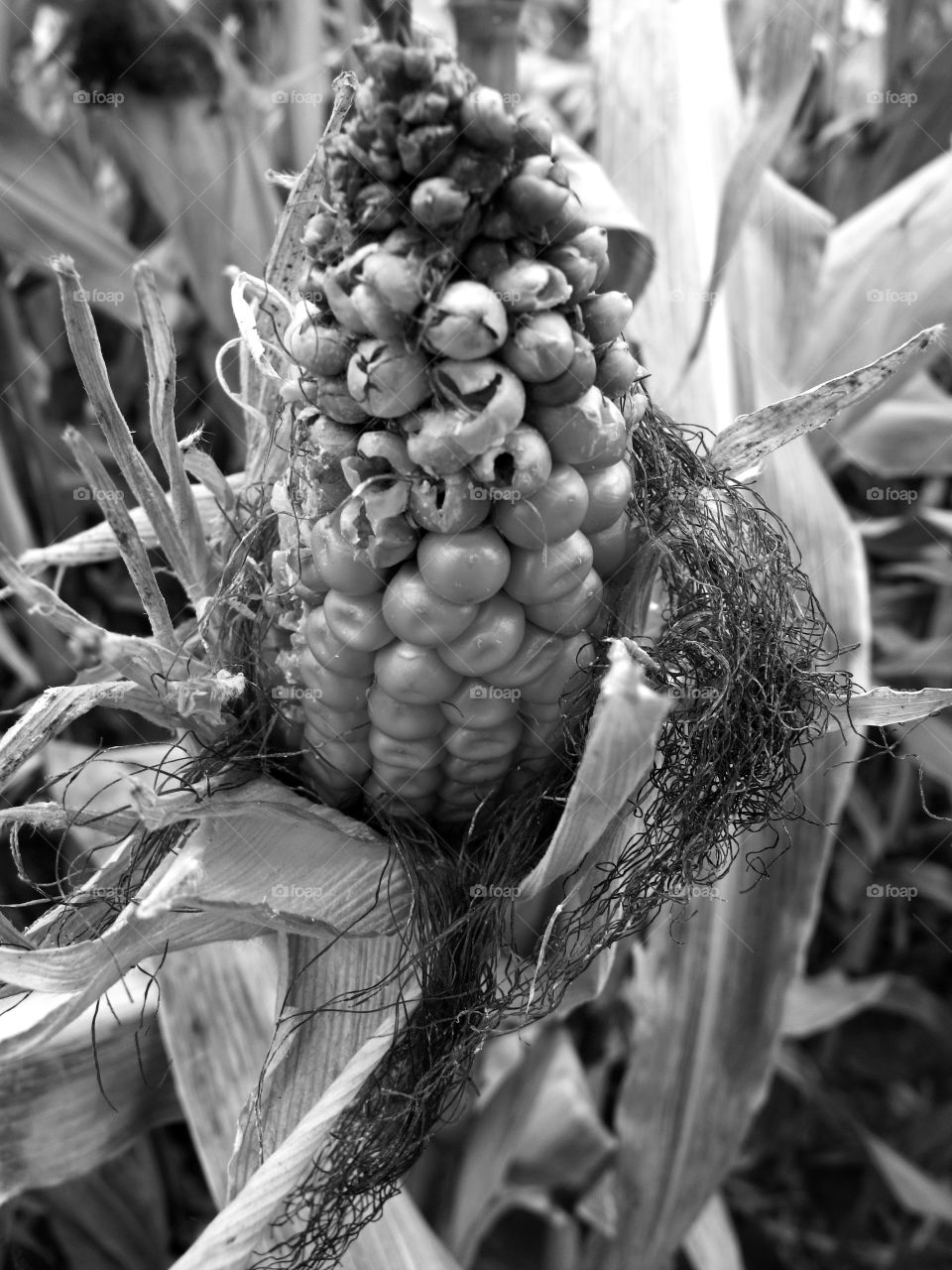 An ear of corn in a Halloween corn maze in Central Oregon on a fall day. 