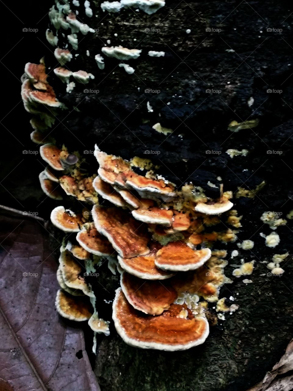 tree fungus