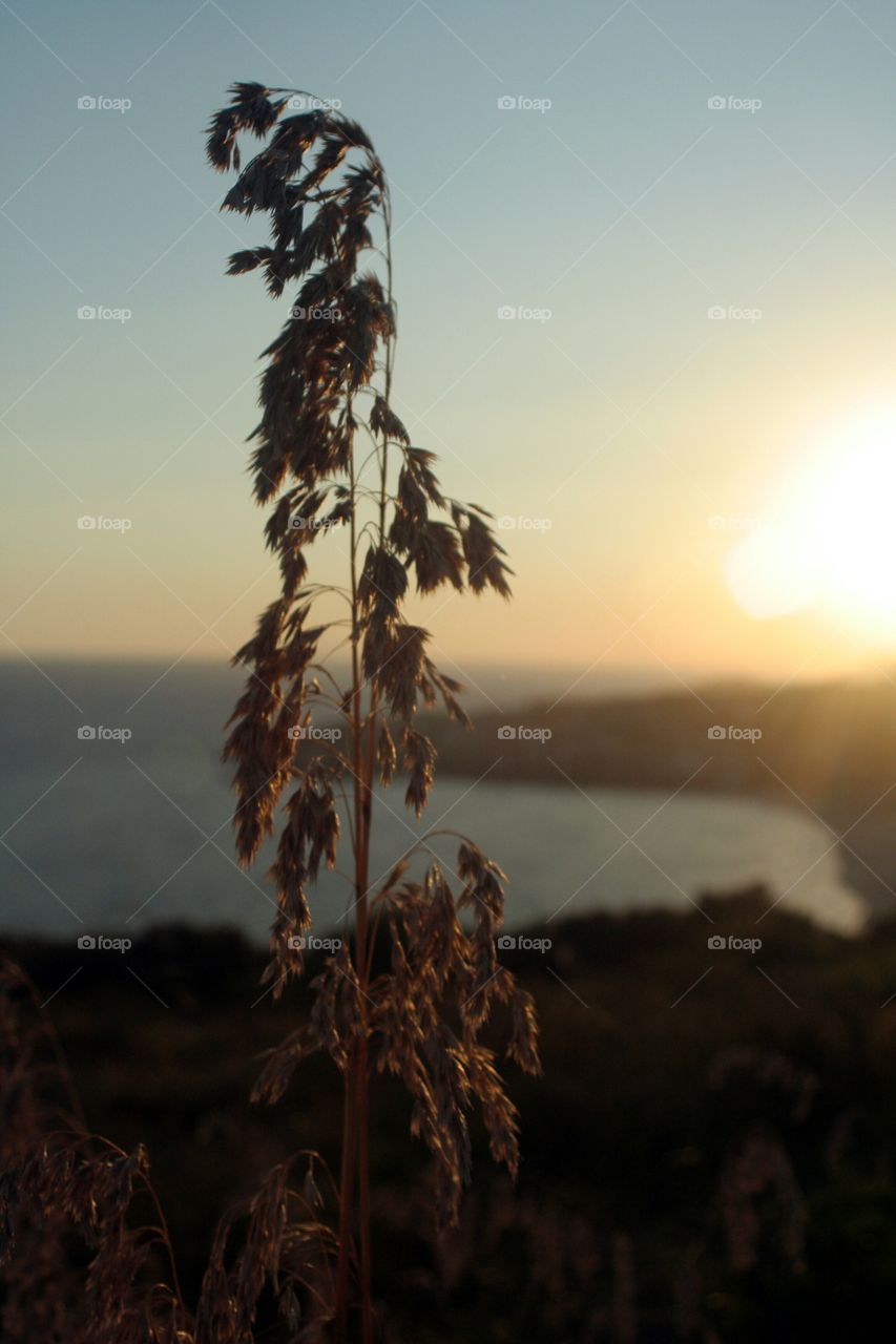 Goldwn hour on plant