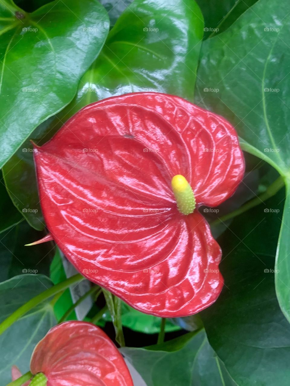 Green and red flowering plant