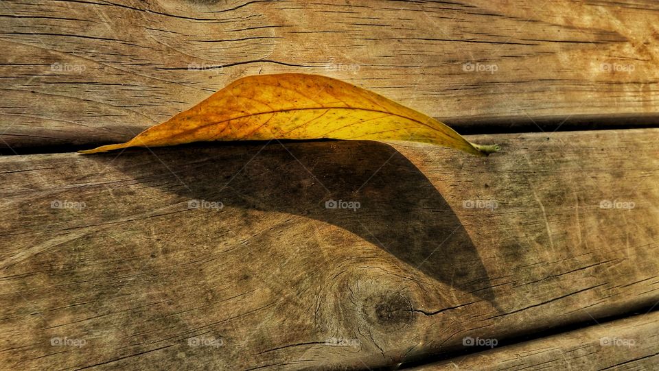 Yellow leaf shadow on deck