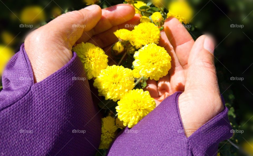 Day and night: the little yellow chrysanthemum flowers are made of chrysanthemum tea. a beautiful sunny day in winter(subtropical).