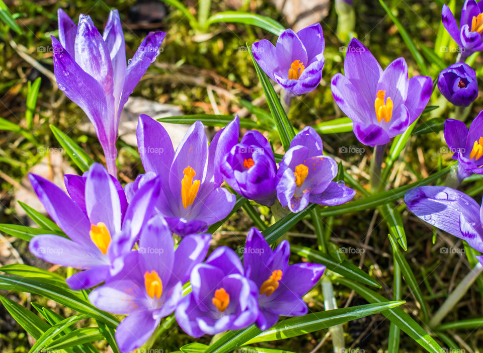 Spring flowers - crocuses