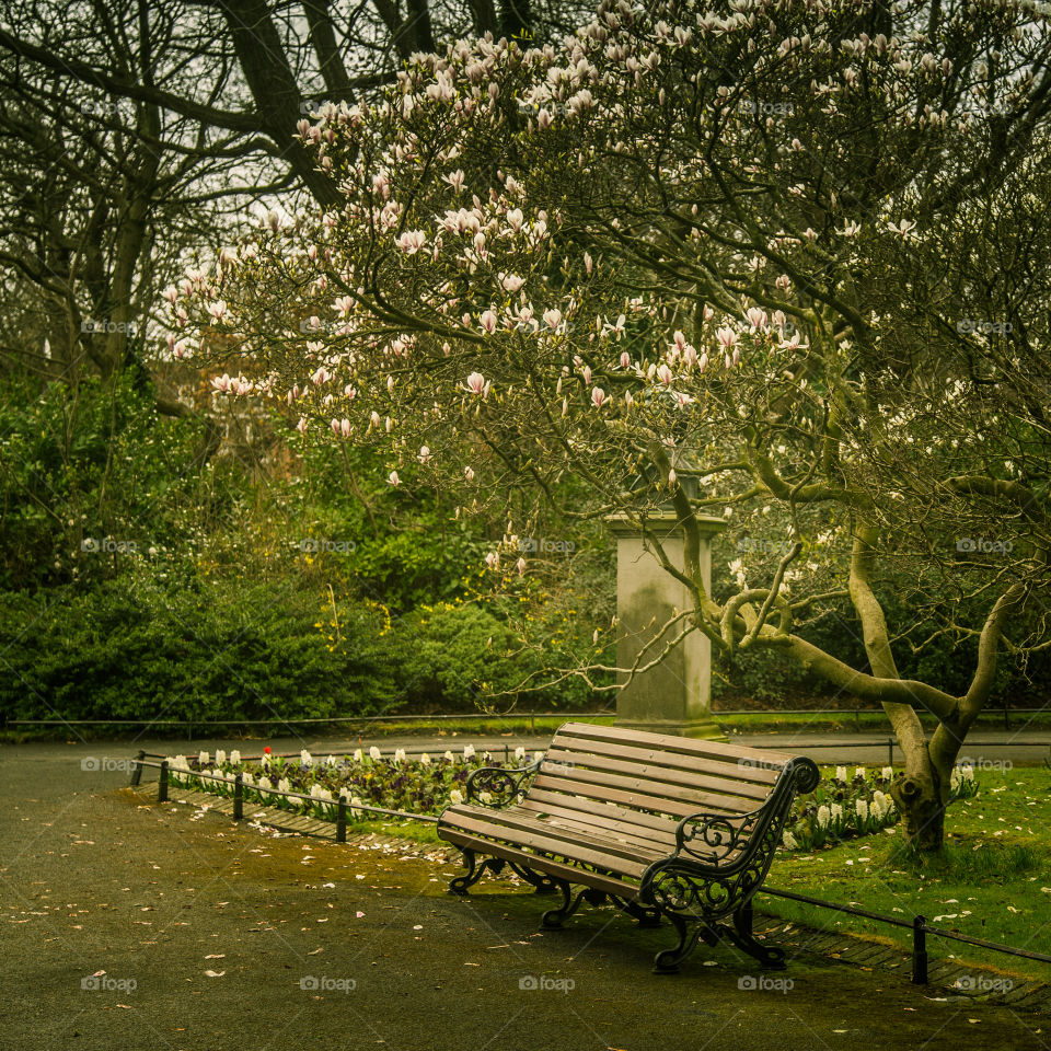 Bench, Tree, Park, Garden, Flower