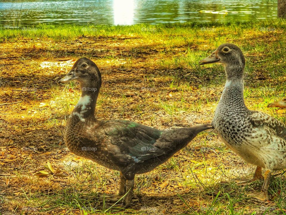 Two ducks in a line posing for the picture at Lake Lily Park in Maitland, Florida.