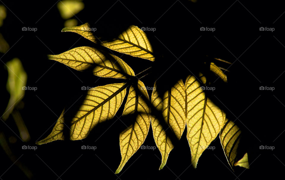 nature leaf backlight by resnikoffdavid