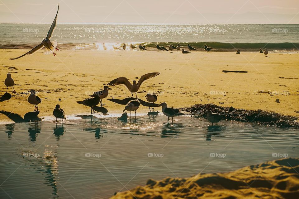 Seagulls at play at Santa Cruz Beach, California 