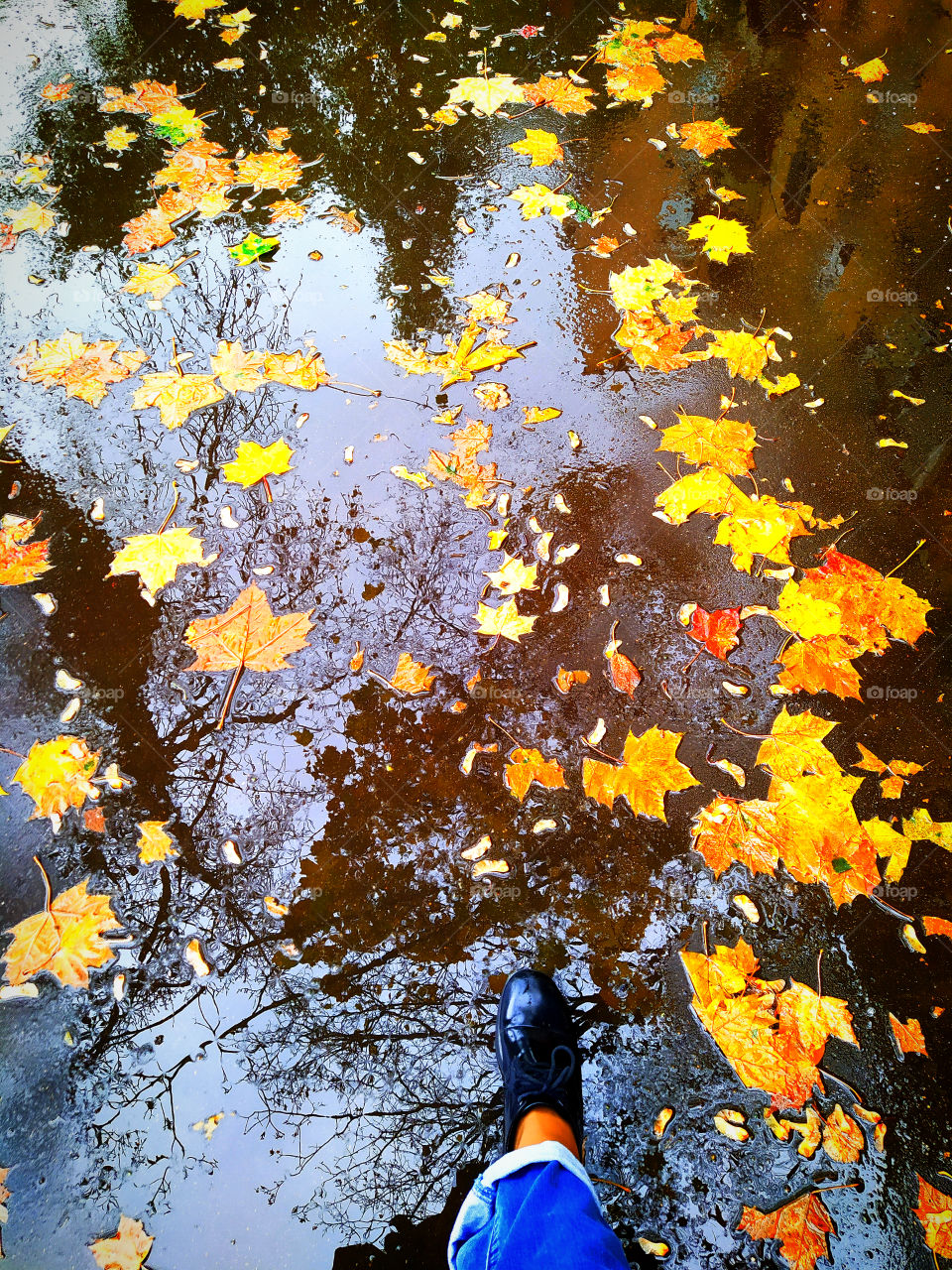 Reflection of trees on wet asphalt in autumn