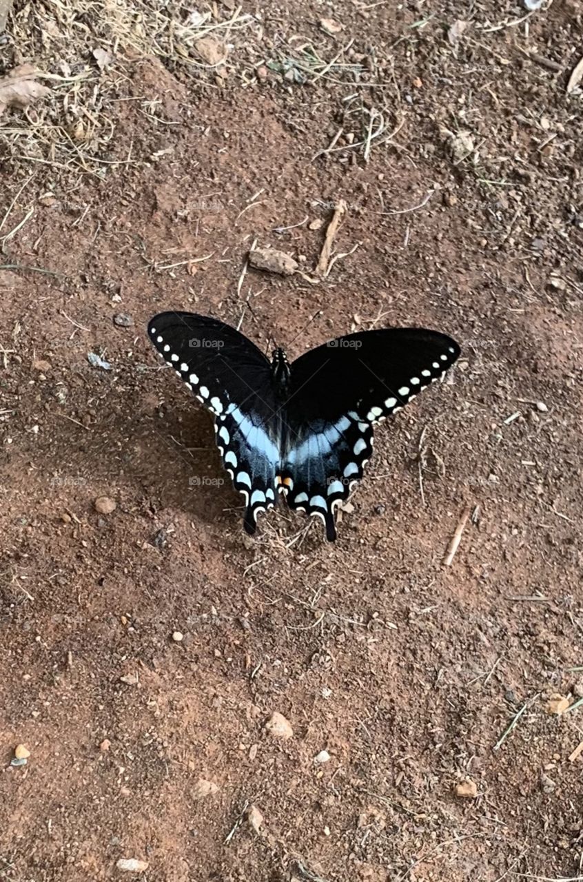 Butterfly insect wildlife nature 