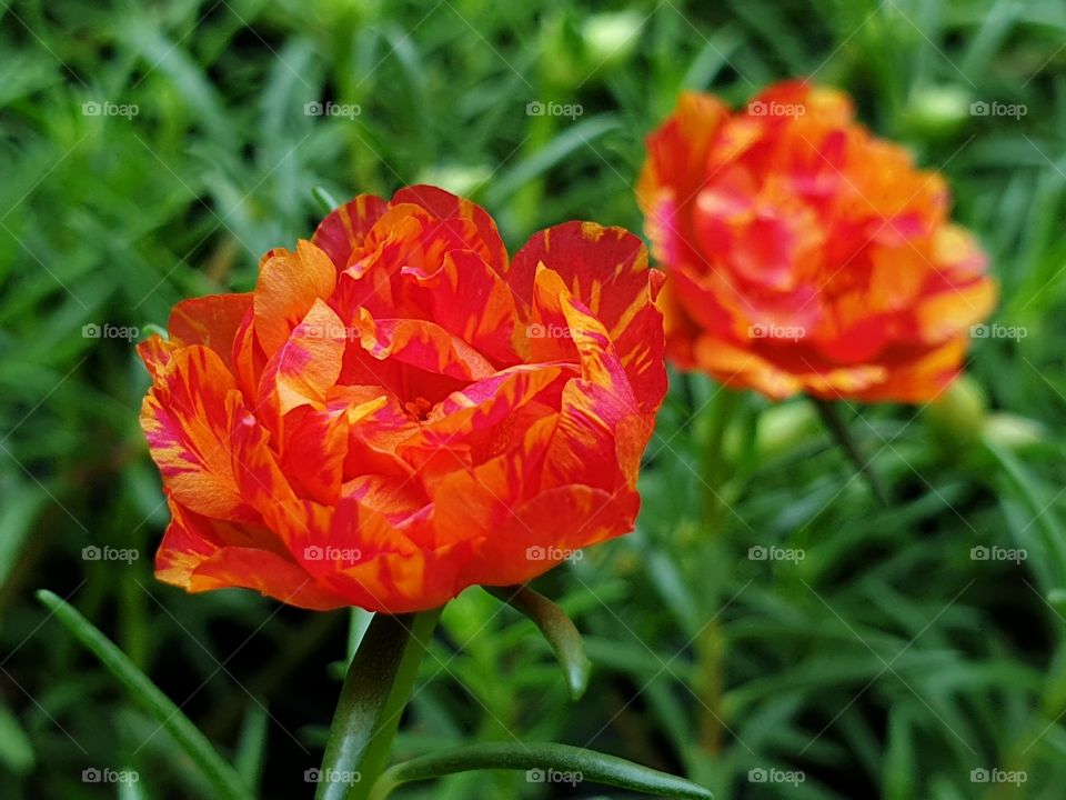 the portulaca grandiflora