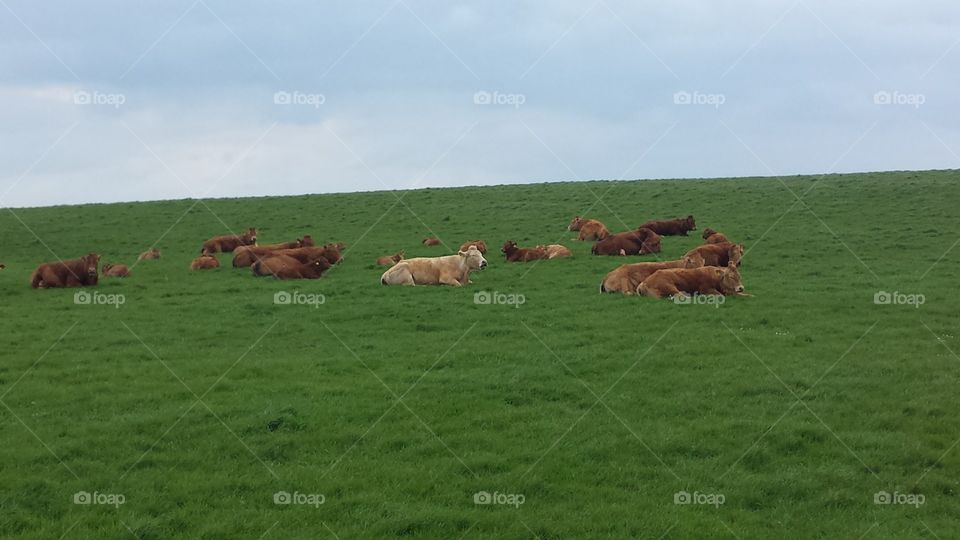 cows on a hill