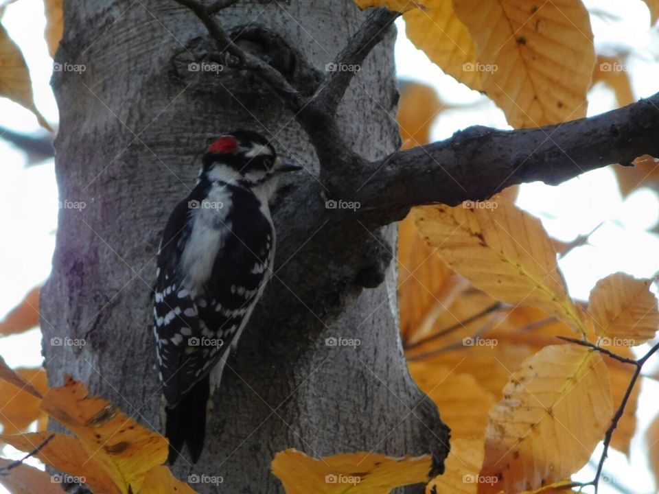 woodpecker in Manistee