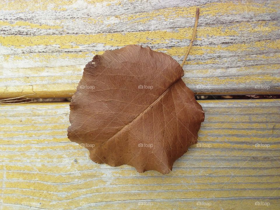fall leaf on a wooden table outside