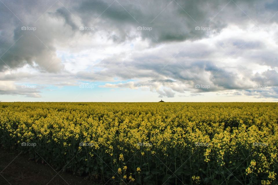 Cloudscape over the flower field